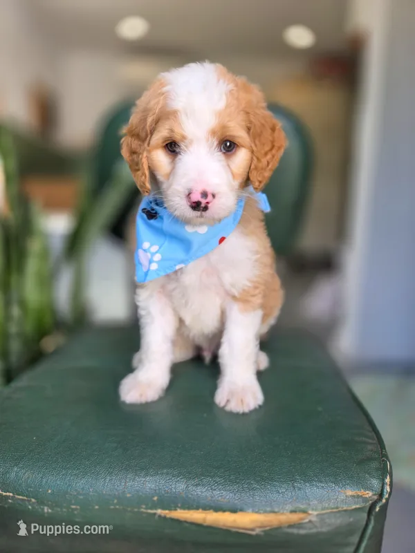 Miles – Bernedoodle puppy for sale in Wagener, SC