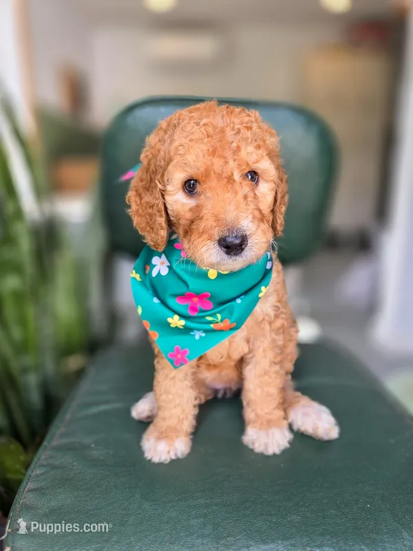 Mia – Bernedoodle puppy for sale in Wagener, SC