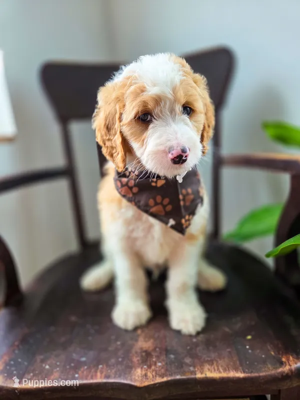 Miles – Bernedoodle puppy for sale in Wagener, SC