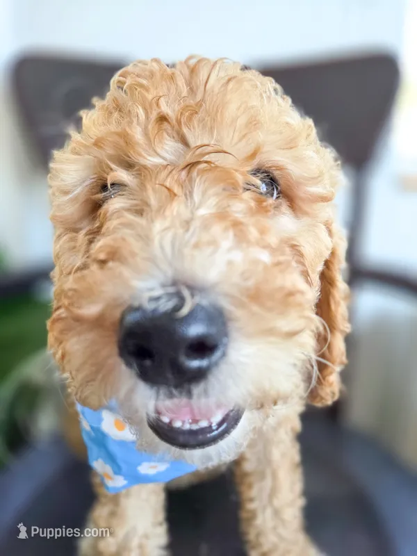 Mia – Bernedoodle puppy for sale in Wagener, SC