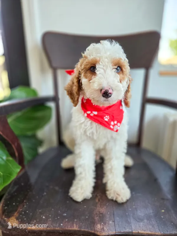 Marley – Bernedoodle puppy for sale in Wagener, SC