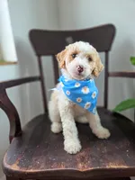 Marley, a male Bernedoodle for sale in Wagener, SC – 3 of 4