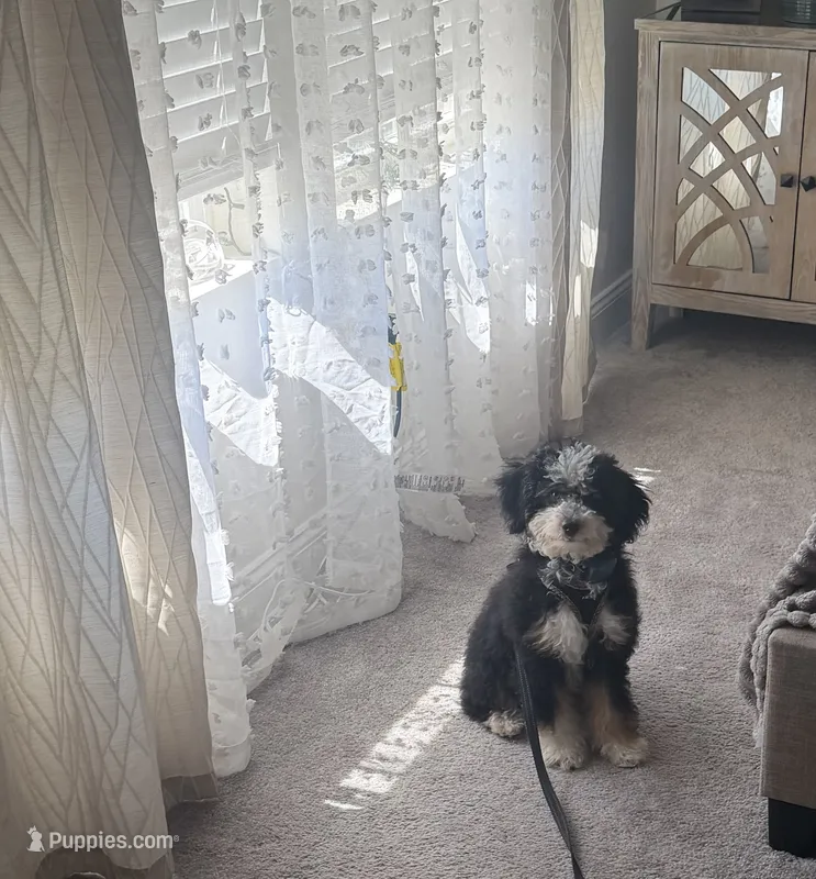 Roxie – Bernedoodle puppy for sale in Upper Marlboro, MD