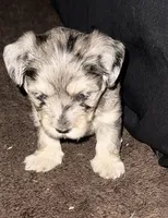 Cocalina , a female Poodle - Multi-Colored Standard and Shorkie for sale in Detroit, MI – 4 of 7