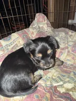 Rocky , a female Poodle - Multi-Colored Standard and Shorkie for sale in Detroit, MI – 3 of 8