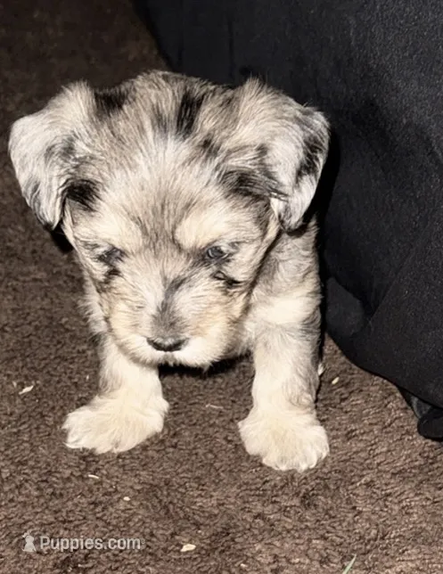 Dub , a male Poodle - Multi-Colored Standard and Shorkie for sale in Detroit, MI – 1 of 5