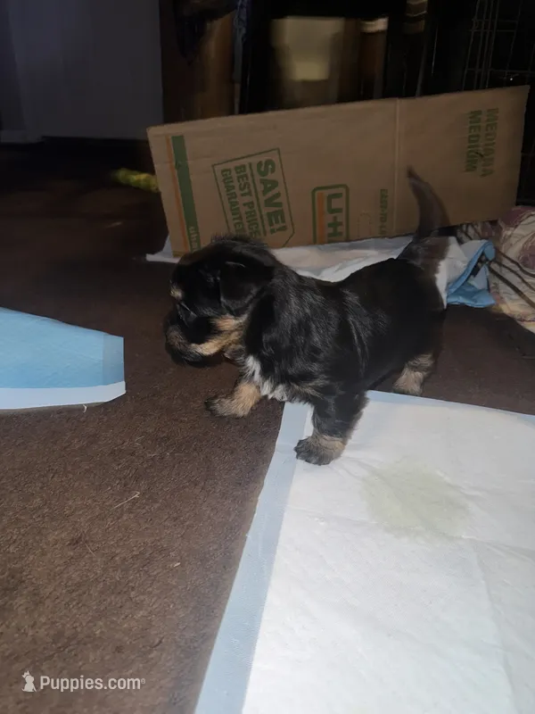 Rocky , a female Poodle - Multi-Colored Standard and Shorkie for sale in Detroit, MI – 1 of 8