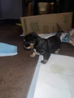 Rocky , a female Poodle - Multi-Colored Standard and Shorkie for sale in Detroit, MI – 1 of 8