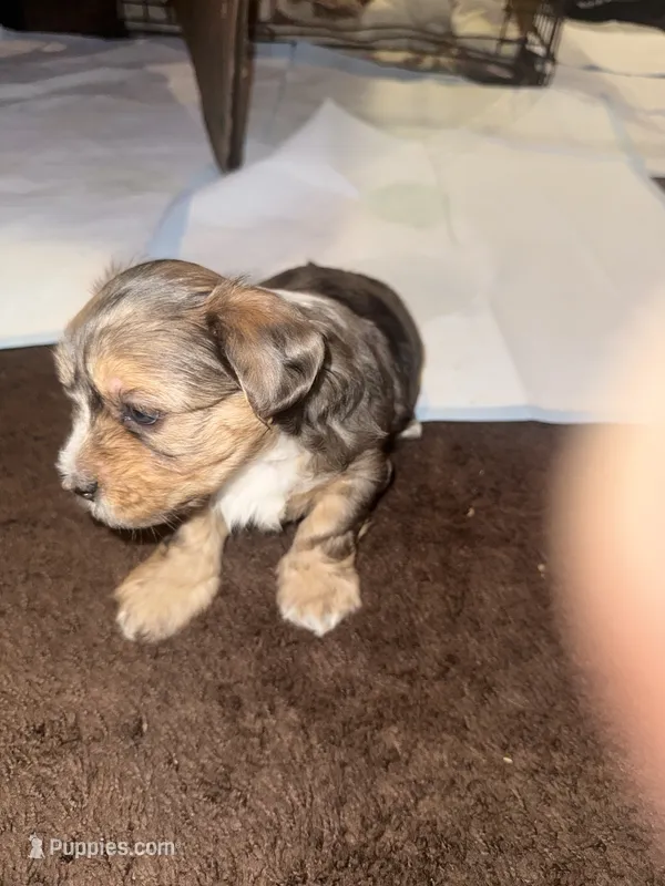 Mico, a male Poodle - Multi-Colored Standard and Shorkie for sale in Detroit, MI – 1 of 4