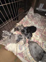Rocky , a female Poodle - Multi-Colored Standard and Shorkie for sale in Detroit, MI – 4 of 8