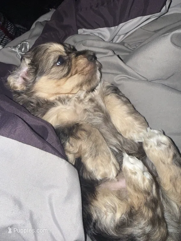 Cocalina , a female Poodle - Multi-Colored Standard and Shorkie for sale in Detroit, MI – 1 of 7