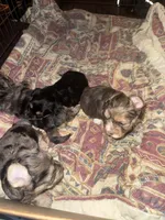 Rocky , a female Poodle - Multi-Colored Standard and Shorkie for sale in Detroit, MI – 5 of 8