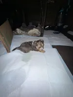 Mico, a male Poodle - Multi-Colored Standard and Shorkie for sale in Detroit, MI – 2 of 4