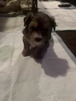 Mico, a male Poodle - Multi-Colored Standard and Shorkie for sale in Detroit, MI – 3 of 4
