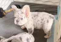 Yeti, a female French Bulldog for sale in Minneapolis, MN – 4 of 6