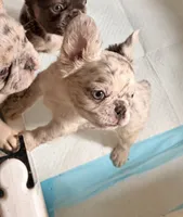 Sugar, a female French Bulldog for sale in Minneapolis, MN – 2 of 5