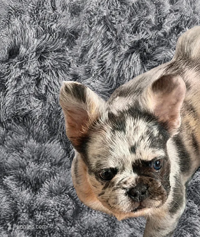 Chanel – French Bulldog puppy for sale in Minneapolis, MN