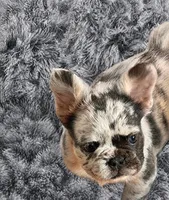 Chanel, a female French Bulldog for sale in Minneapolis, MN – 1 of 4