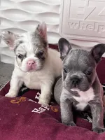 Mystic, a male French Bulldog for sale in Minneapolis, MN – 4 of 7