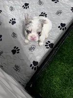 Mystic, a male French Bulldog for sale in Minneapolis, MN – 7 of 7