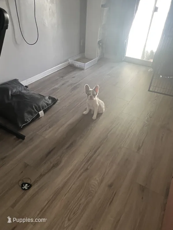Mystic – French Bulldog puppy for sale in Minneapolis, MN