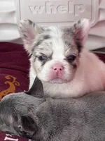 Mystic, a male French Bulldog for sale in Minneapolis, MN – 3 of 7