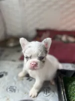 Mystic, a male French Bulldog for sale in Minneapolis, MN – 5 of 7