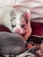 Mystic, a male French Bulldog for sale in Minneapolis, MN – 6 of 7