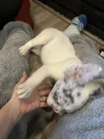 Mystic, a male French Bulldog for sale in Minneapolis, MN – 2 of 7