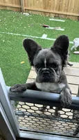 Sugar, a female French Bulldog for sale in Minneapolis, MN – 4 of 5