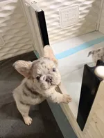 Yeti, a female French Bulldog for sale in Minneapolis, MN – 5 of 6