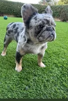 Sugar, a female French Bulldog for sale in Minneapolis, MN – 3 of 5