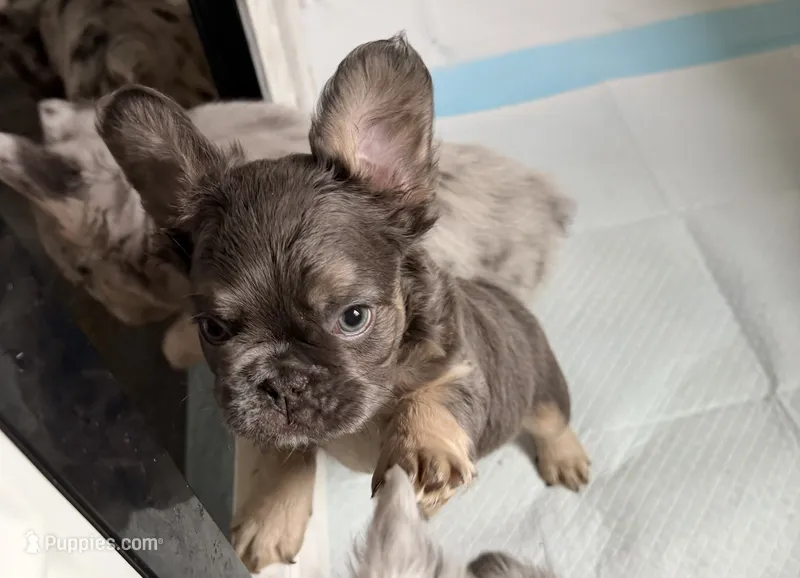 Baloo – French Bulldog puppy for sale in Minneapolis, MN