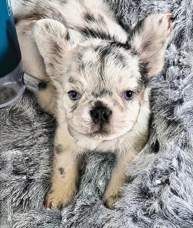 Sugar – French Bulldog puppy for sale in Minneapolis, MN