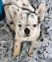 Sugar, a female French Bulldog for sale in Minneapolis, MN – 1 of 5