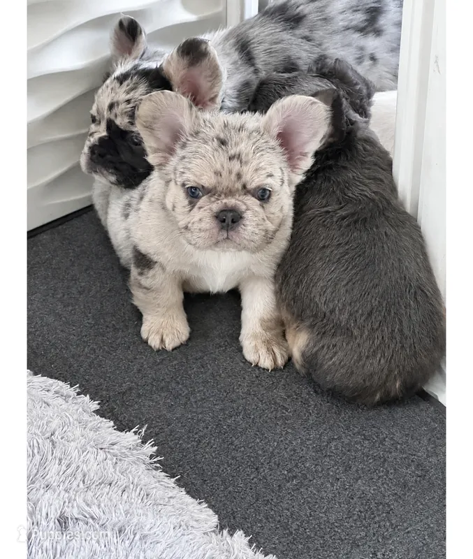 Yeti – French Bulldog puppy for sale in Minneapolis, MN