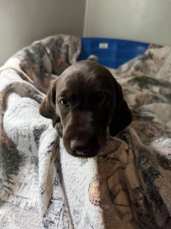 Flower – Wirehaired Pointing Griffon puppy for sale in Proctorville, OH