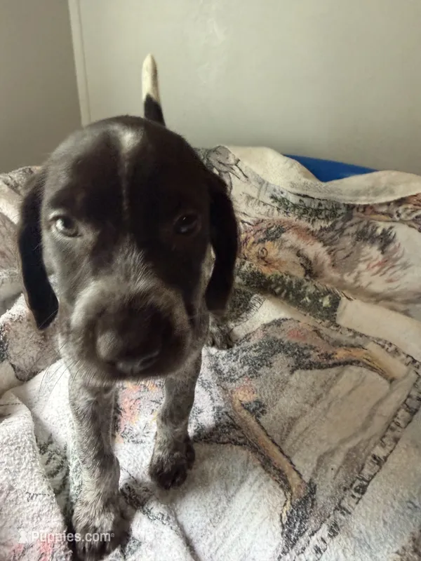 Hound – Wirehaired Pointing Griffon puppy for sale in Proctorville, OH