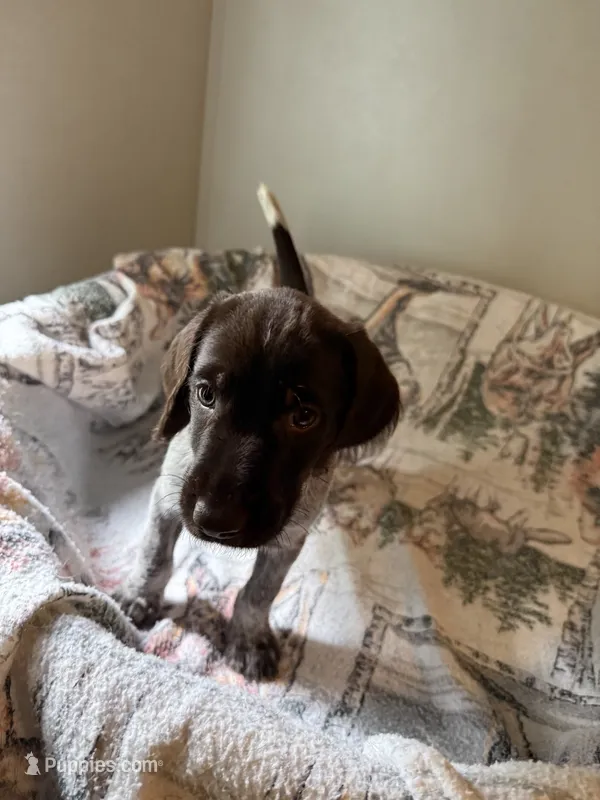 Shrink – Wirehaired Pointing Griffon puppy for sale in Proctorville, OH