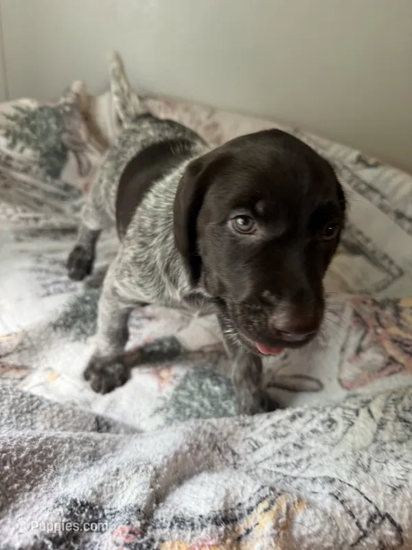Honey – Wirehaired Pointing Griffon puppy for sale in Proctorville, OH