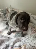 Honey, a female Wirehaired Pointing Griffon for sale in Proctorville, OH – 1 of 1