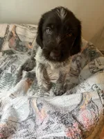 Skid, a male Wirehaired Pointing Griffon for sale in Proctorville, OH – 1 of 1