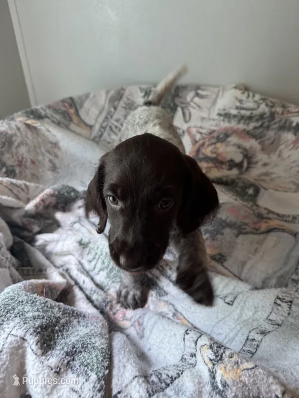 Bounce – Wirehaired Pointing Griffon puppy for sale in Proctorville, OH