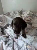 Bounce, a female Wirehaired Pointing Griffon for sale in Proctorville, OH – 1 of 1