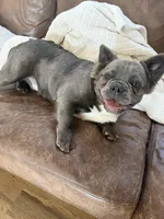 Rocky, a male French Bulldog for sale in Lenexa, KS – 4 of 4