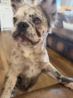 Poppy, a female French Bulldog for sale in Lenexa, KS – 3 of 6