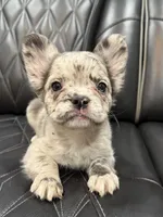 Poppy, a female French Bulldog for sale in Shawnee, KS – Photo 3 of 4