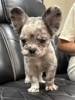 Poppy, a female French Bulldog for sale in Shawnee, KS – Photo 2 of 4