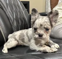 Poppy, a female French Bulldog for sale in Shawnee, KS – Photo 4 of 4