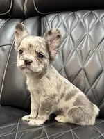 Poppy, a female French Bulldog for sale in Shawnee, KS – Photo 1 of 4